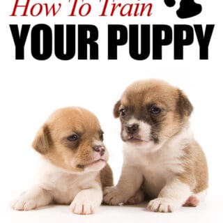 How to Train Your Puppy - eBook